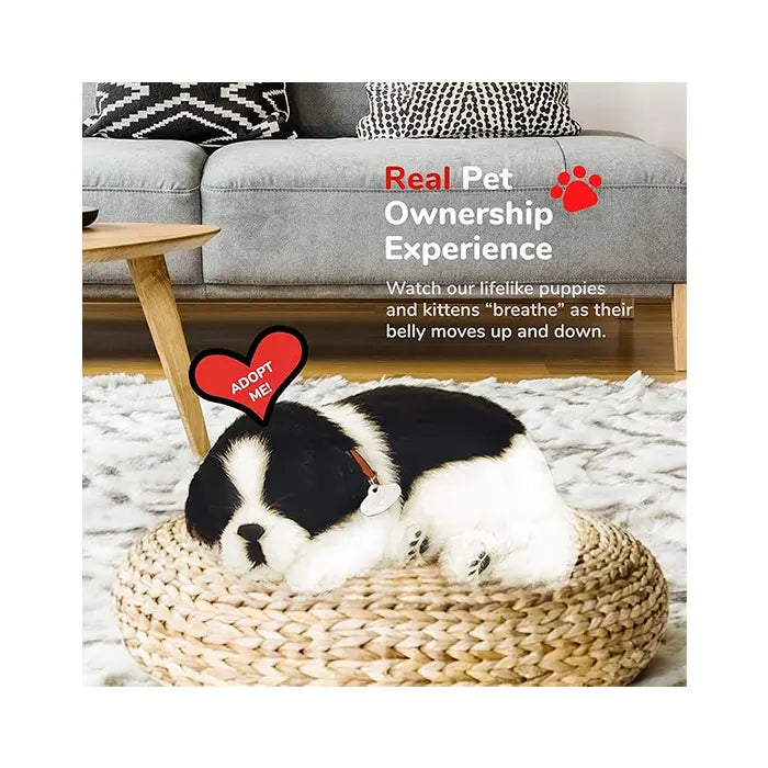 Perfect Petzzz Border Collie
